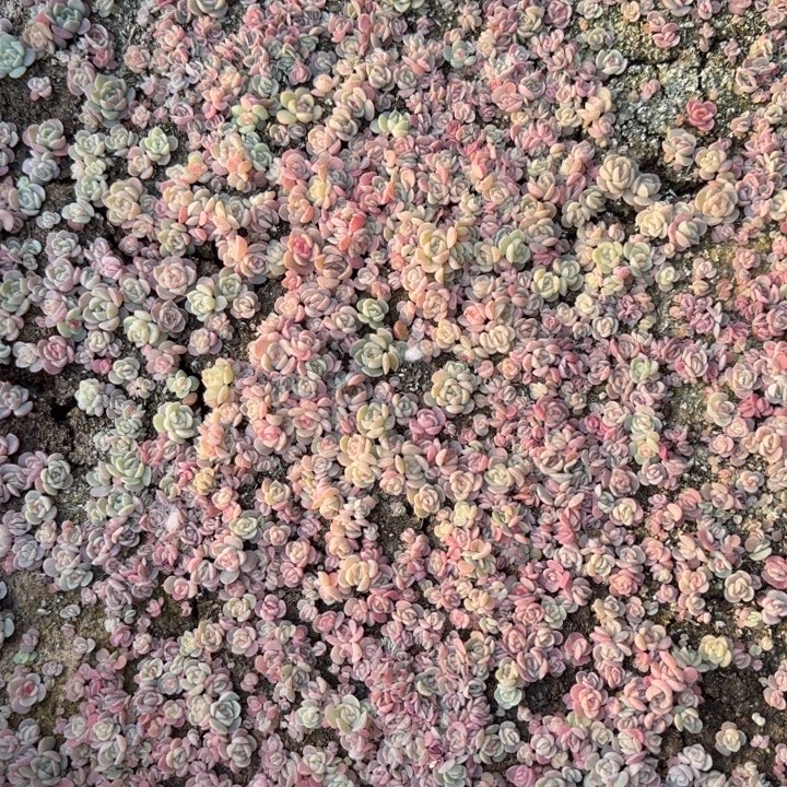 42王者系列多肉植物一盒