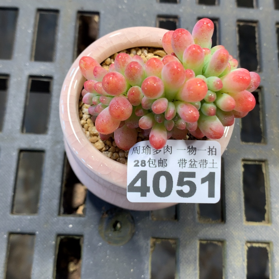 精控多肉植物4051