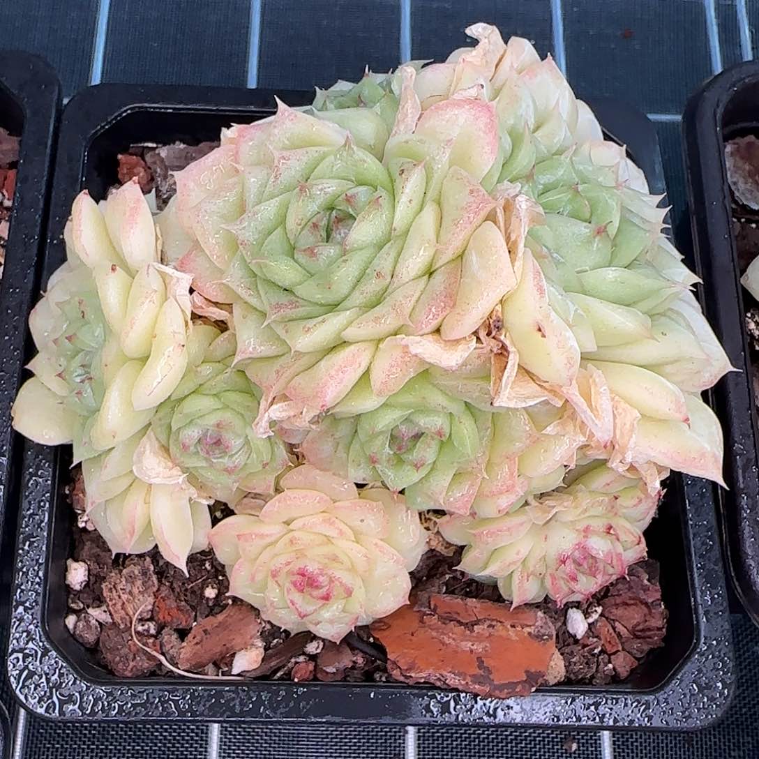 从前慢花园精选白天鹅