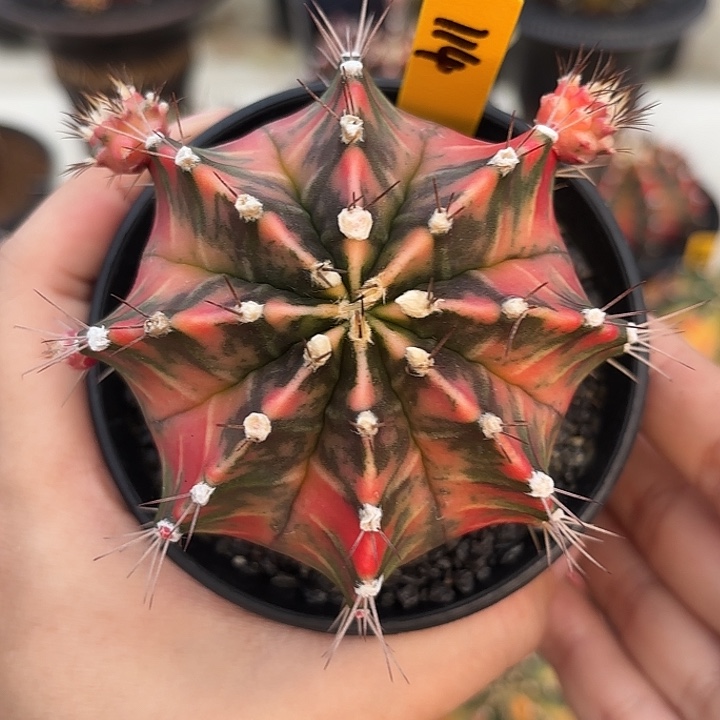 泰国米哈114-0102