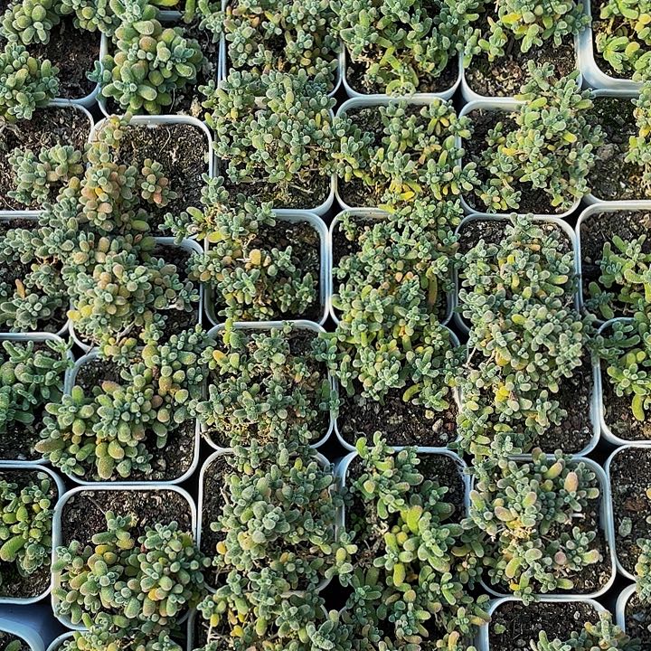 处理的冰晶带盆土发