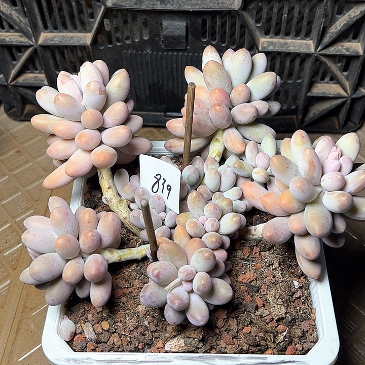 小*瓜839////////////////