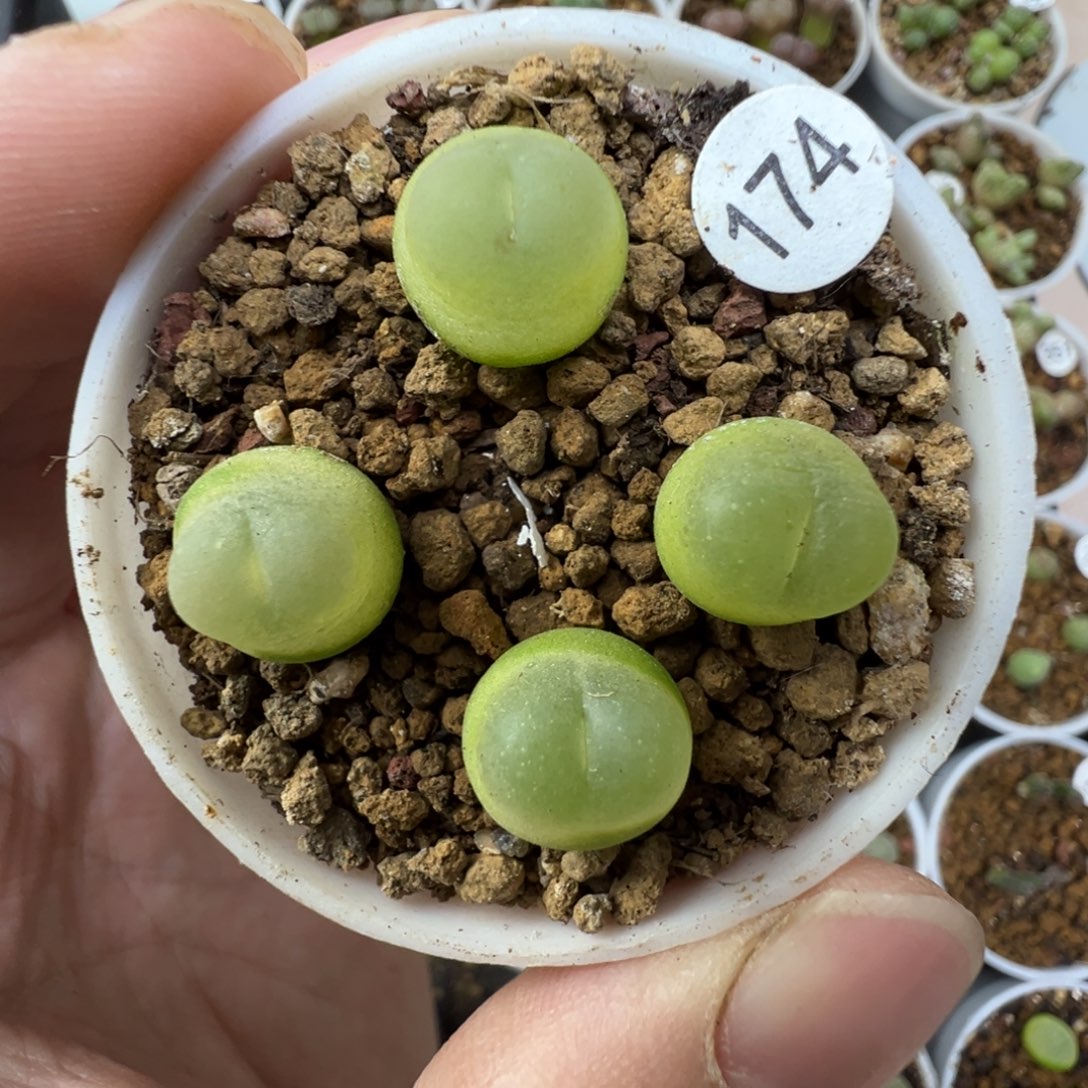 拉登一颗脱土1740000