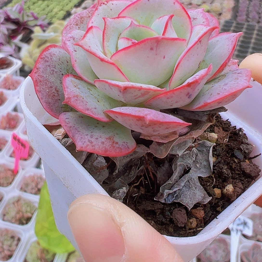 克罗地亚2盆19包邮多肉植物
