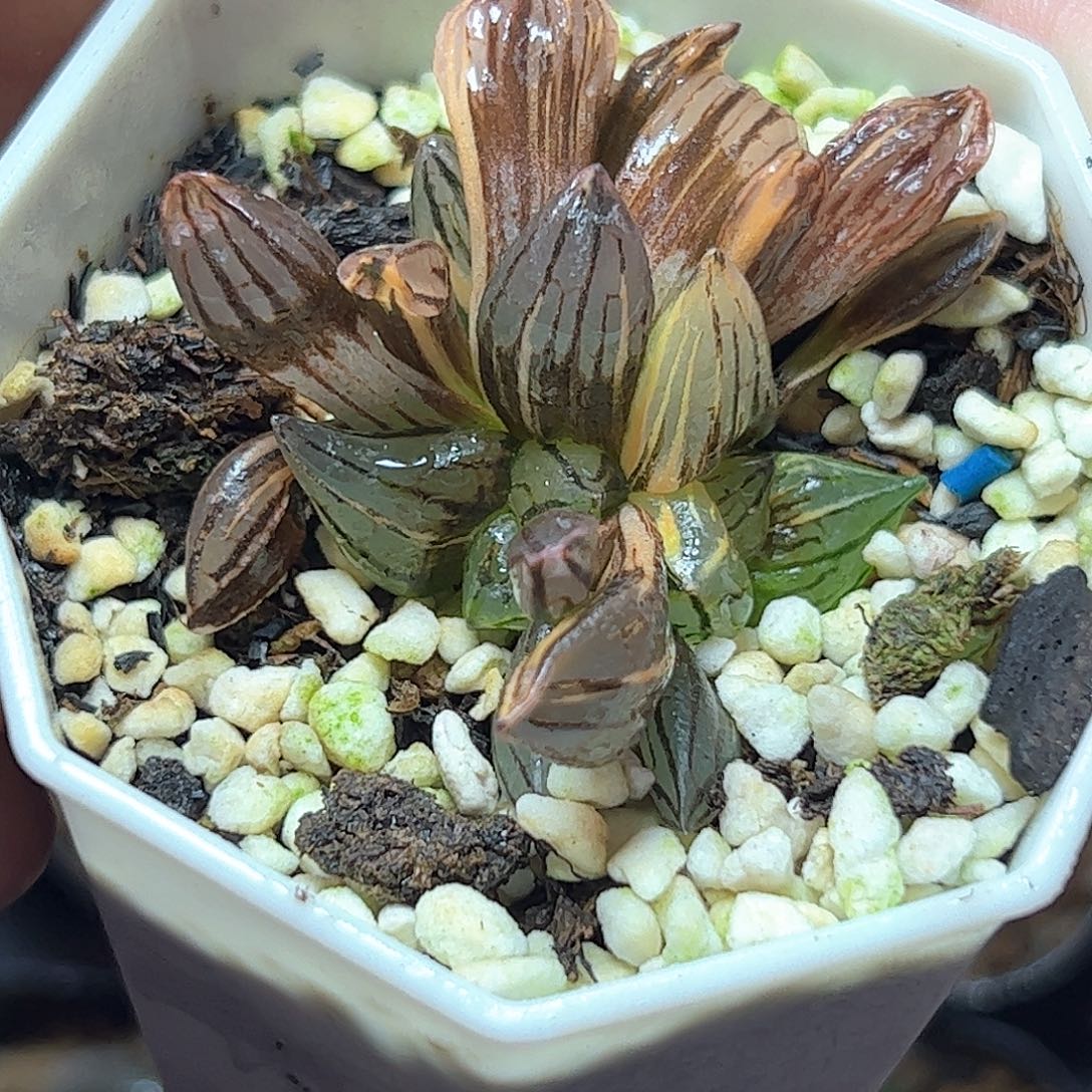 西瓜锦十二卷多肉植物
