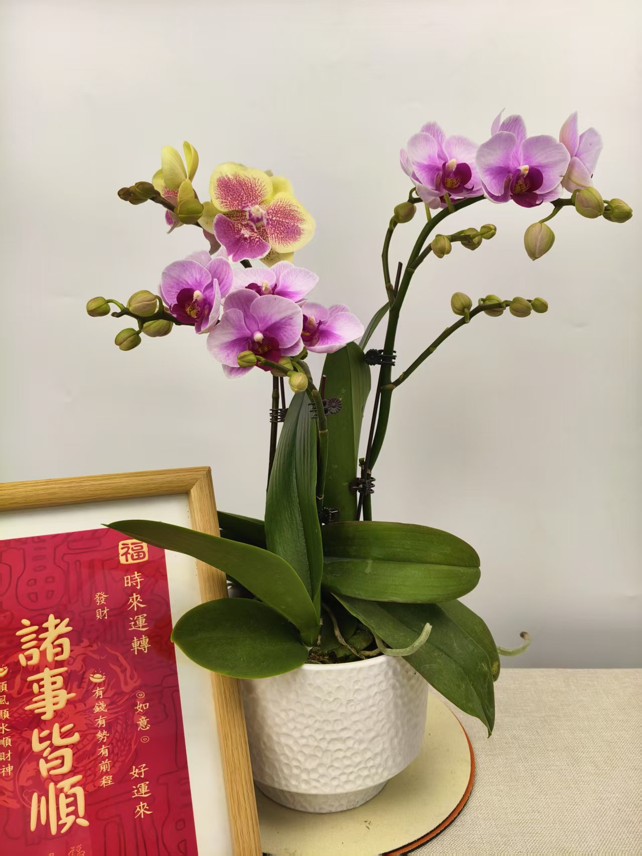 蝴蝶兰【宝贝+黄桃】紫粉色系经典名兰室内绿植盆栽花期长