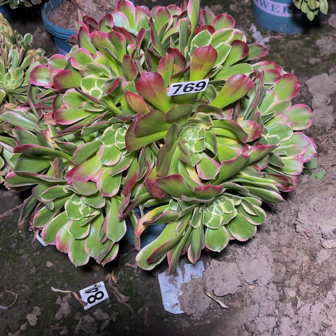 法师法师15-3包邮法师