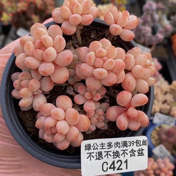 萌豆8cm421多肉植物