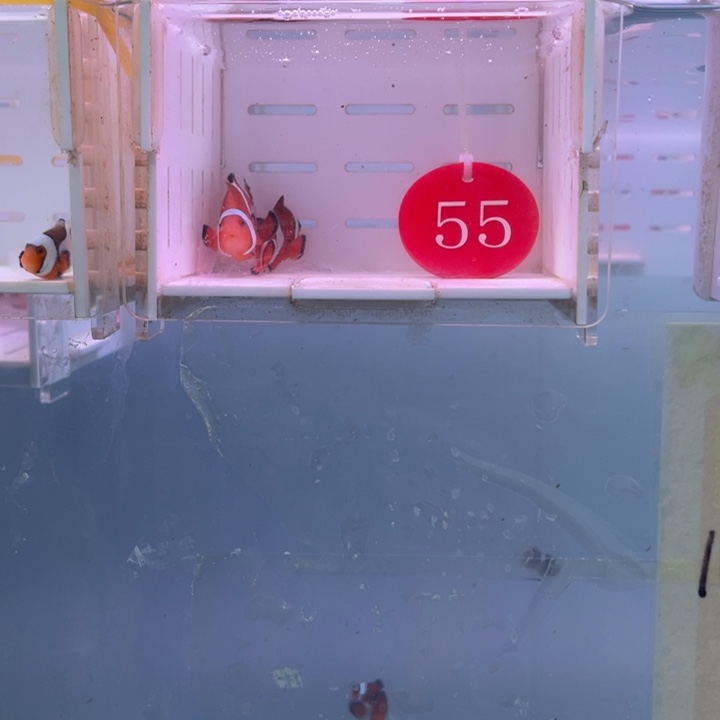 海水鱼精品黑边2条4-5