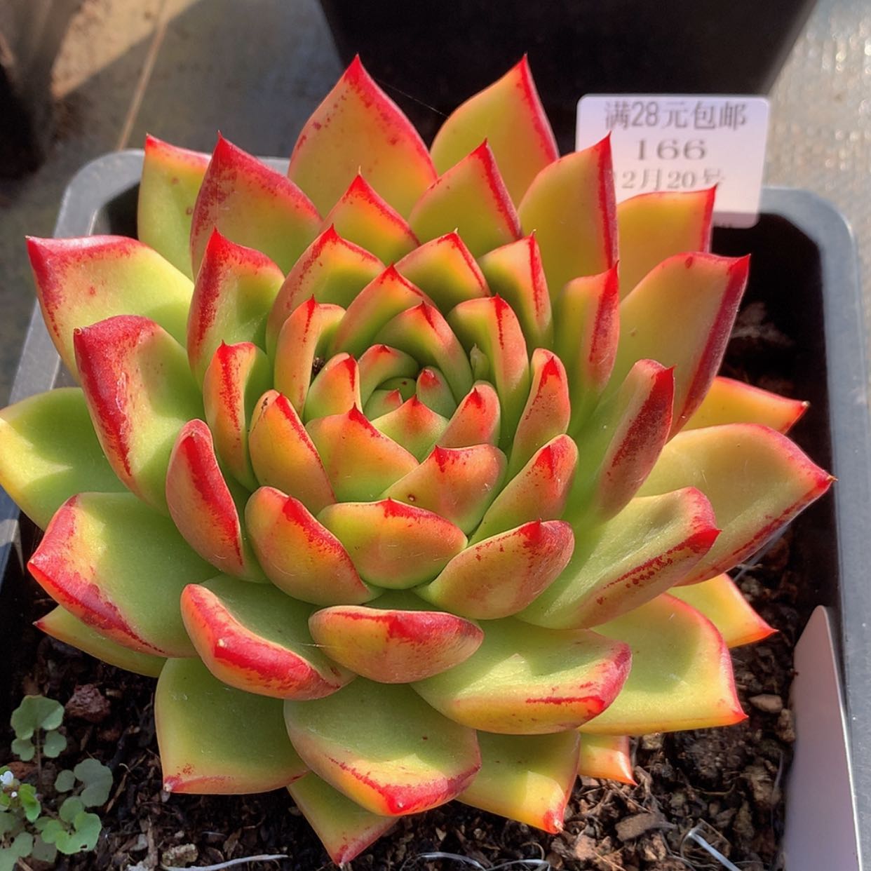 【闪购商品】云166号15厘米