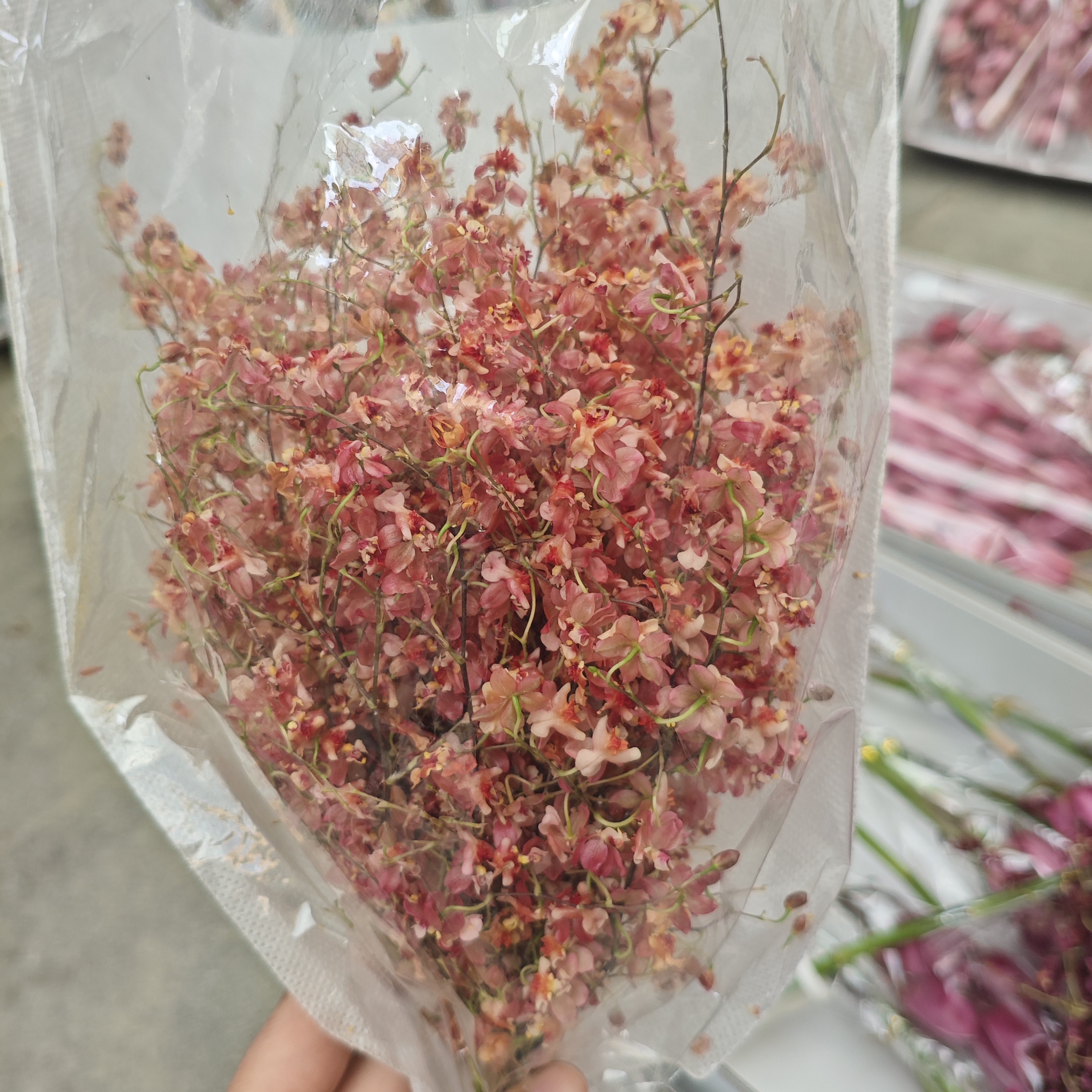 【香槟梦香兰】满足2单正价包邮条件再拍加购 单拍需补运费