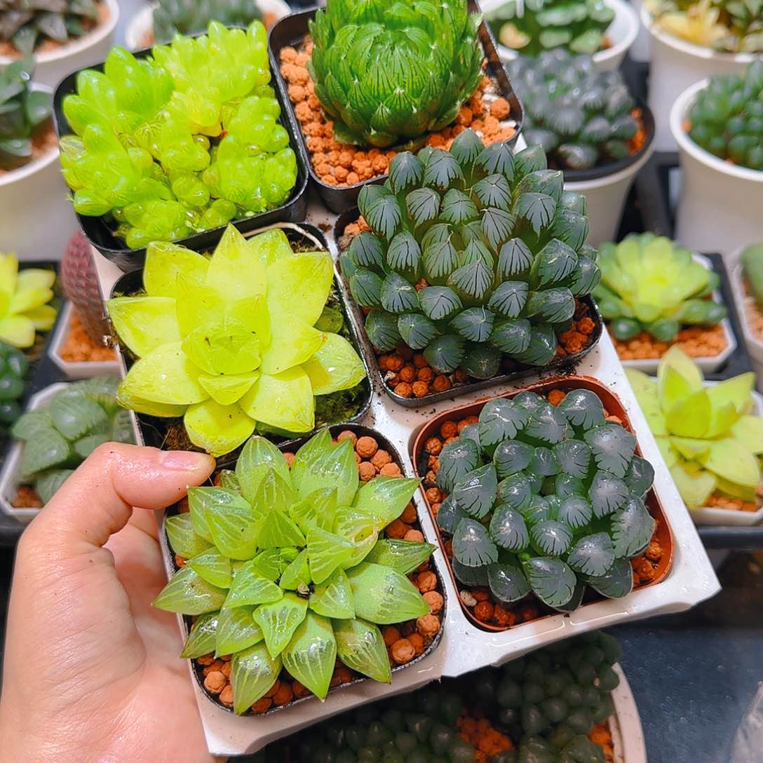 玉露六件套多肉，原盆