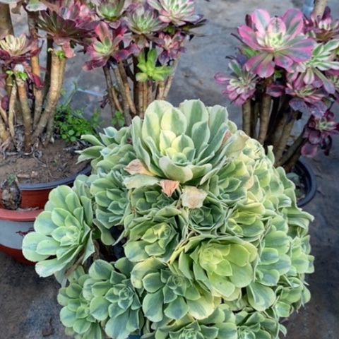 绿豆沙多肉植物080