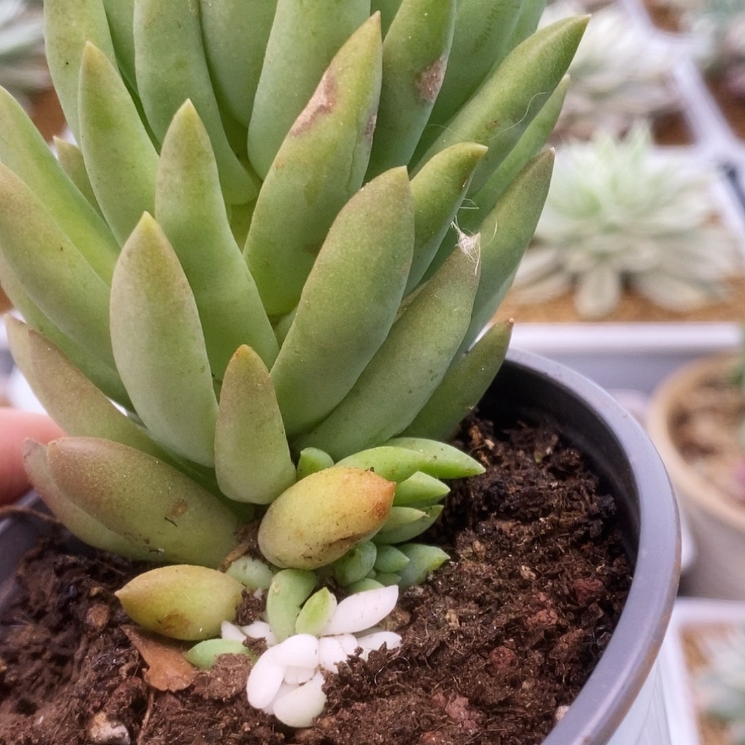 075千佛手锦锦锦锦锦锦