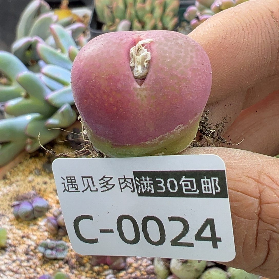 多肉植物111111111111111