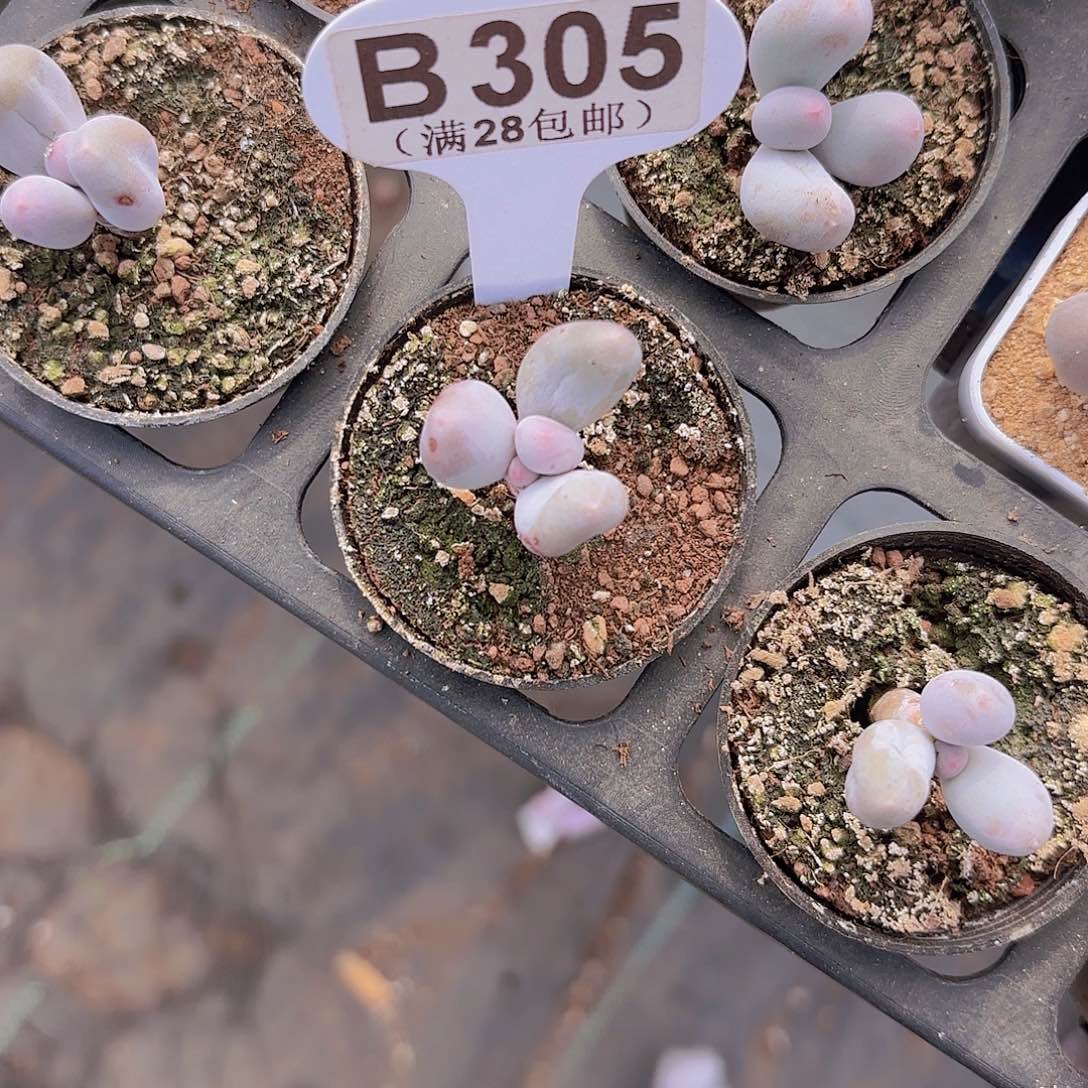 B305Mike奶一物一拍多肉