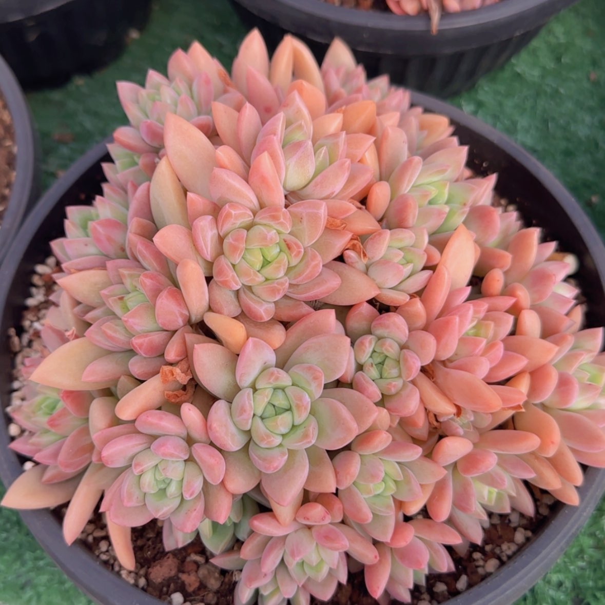 【闪购商品】贵妃美人69.9