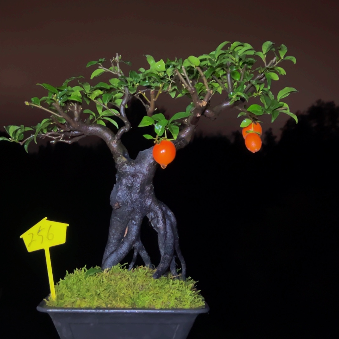 完全开放金弹子盆景一物一拍