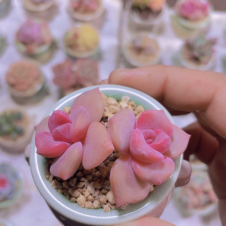 双头彩虹糖带土带盆