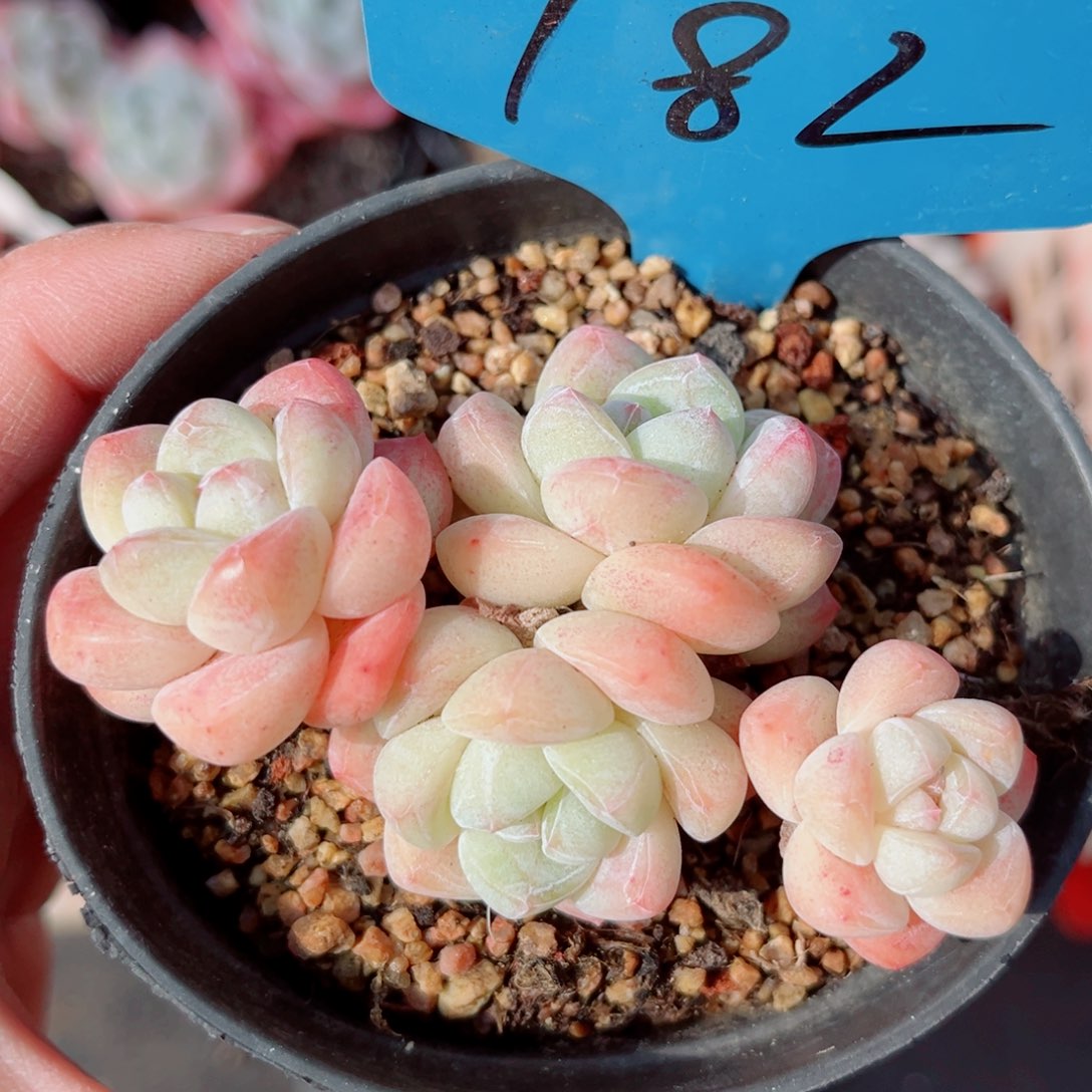 182号小老桩冰玉群