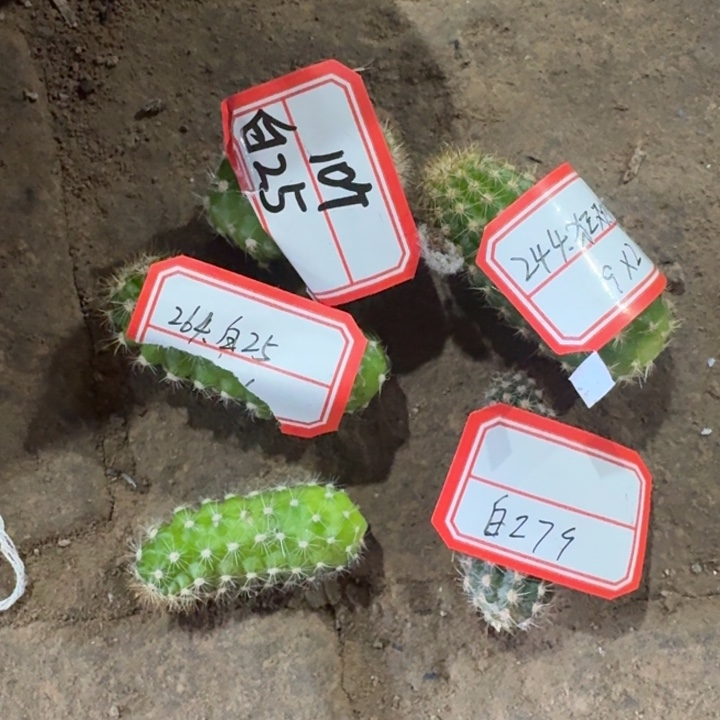 248混品种白檀一组无根侧牙，20包邮