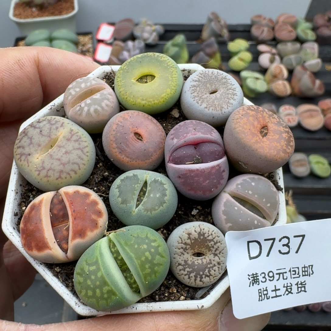 737哈哈哈哈哈九宫格