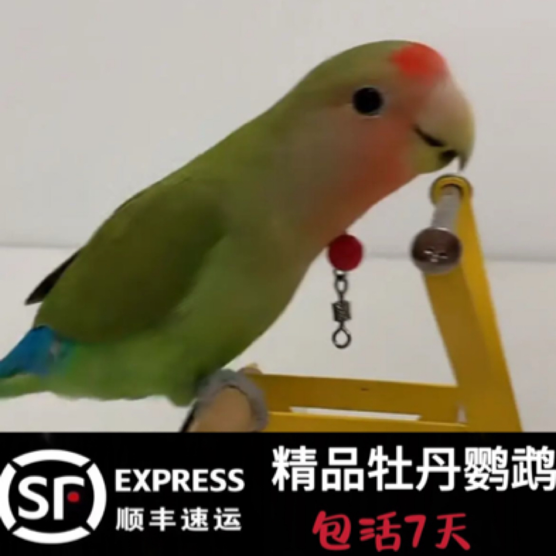 牡丹鹦鹉瑕疵捡漏牡丹爱情鸟黄色绿色(直播间一物一拍)