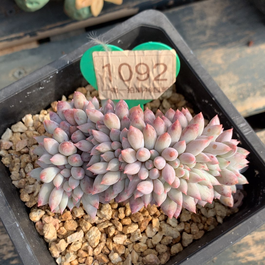 所罗门缀化开播福利1092