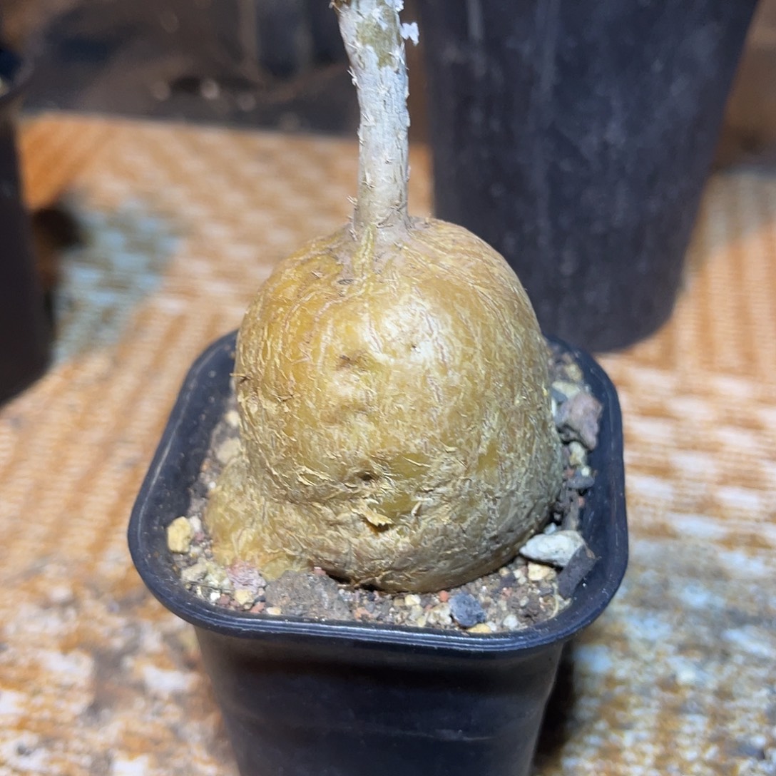 黑龙块根一物一拍