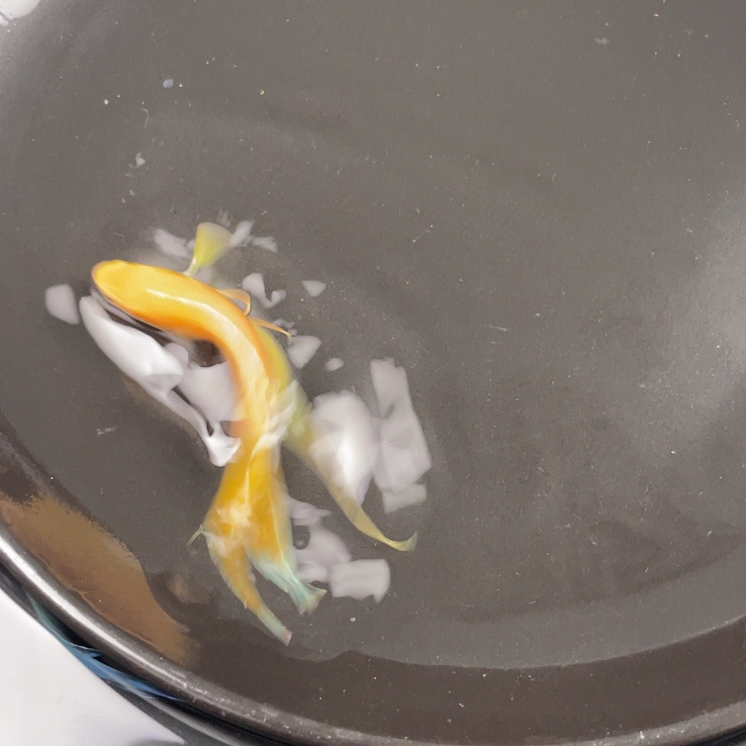 斗鱼黄金国斗公鱼10cm一条