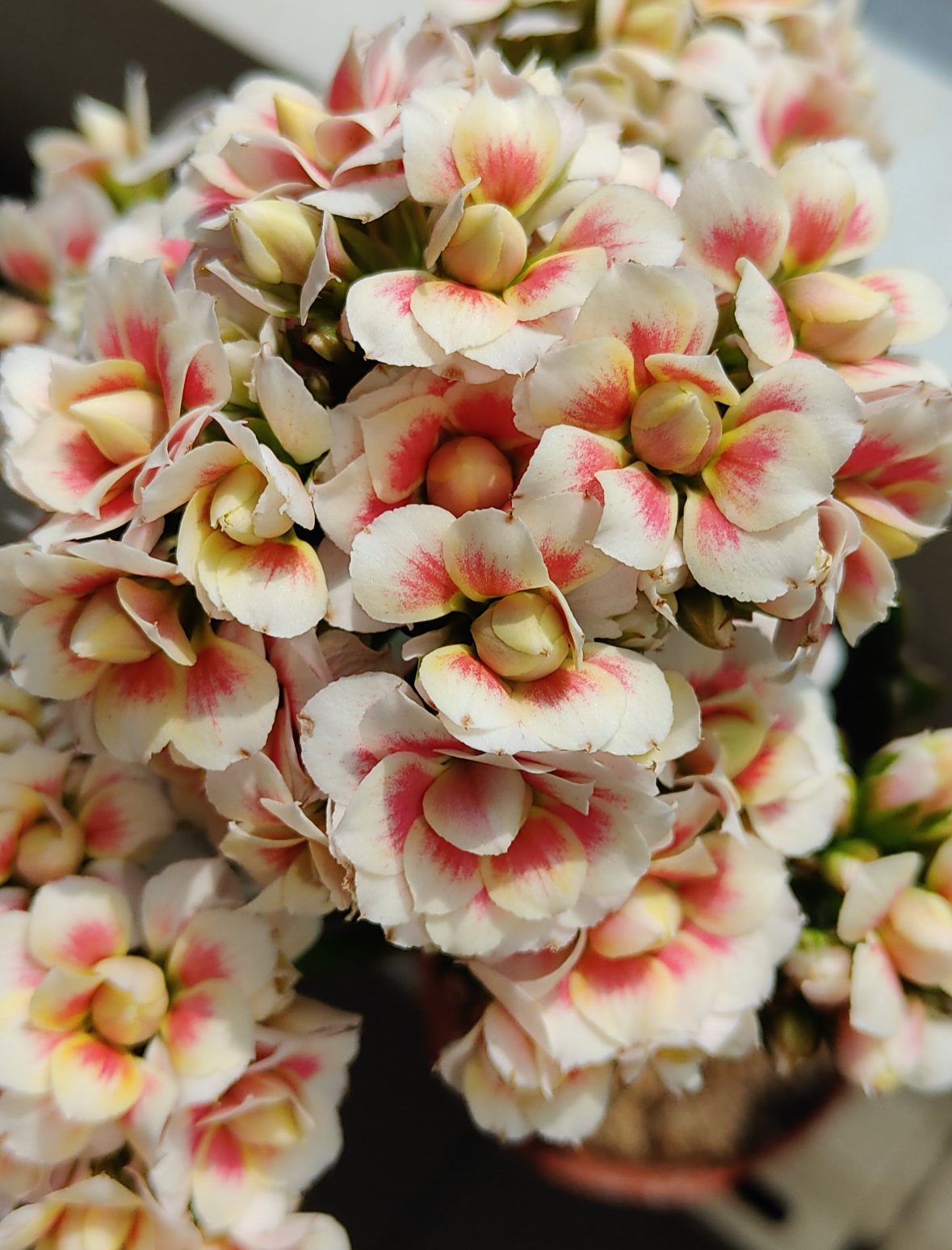 【卡罗拉猫眼】120盆（任意两单起发）