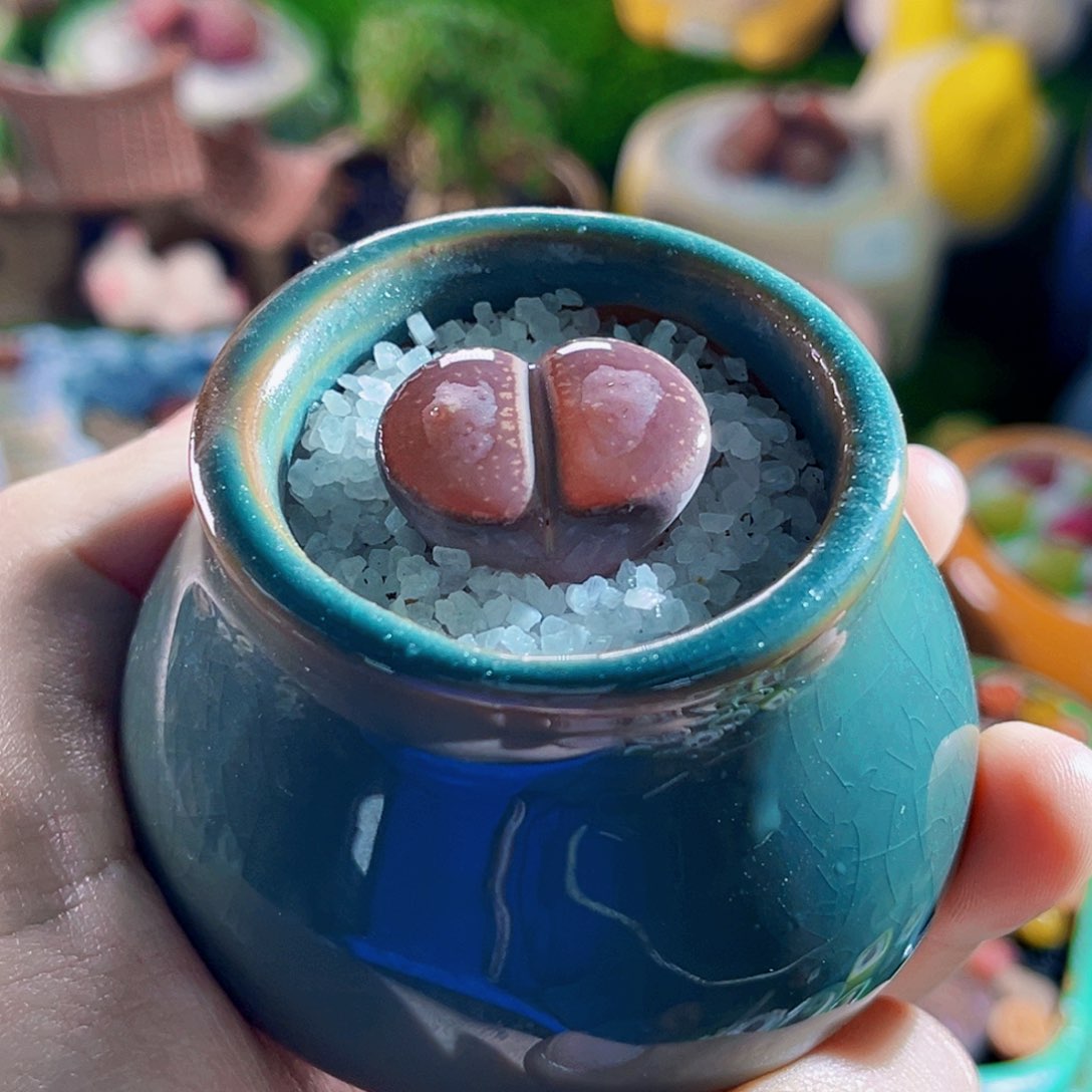 019生石花2.4连盆带土包邮