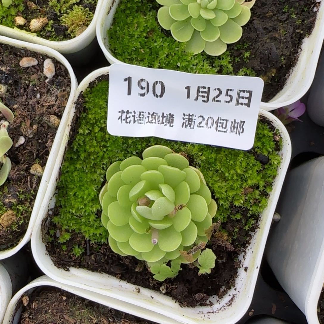 花语逸镜0125-190