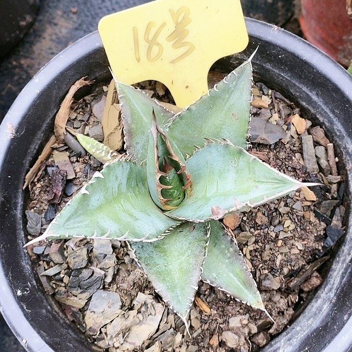 【闪购商品】无花朵龙舌兰黑排仁王冠