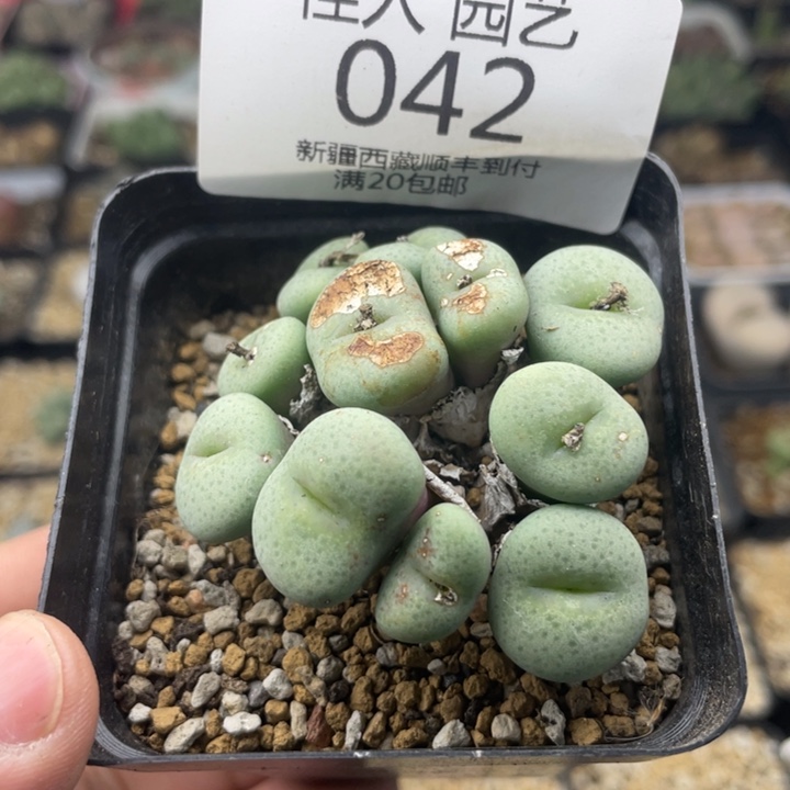 佳人园艺 老周多肉上福利啦奶油嘴042