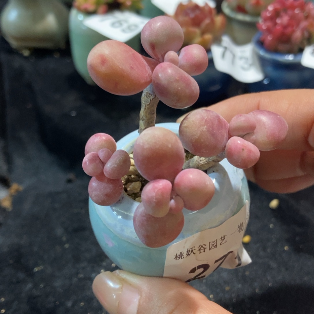 271糖果腰子蛋带盆土