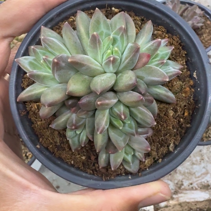 美人杂交 一物一拍