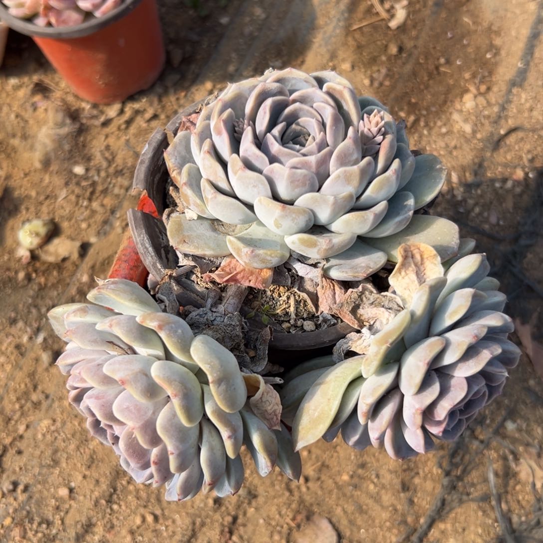 多肉植物汉堡群生