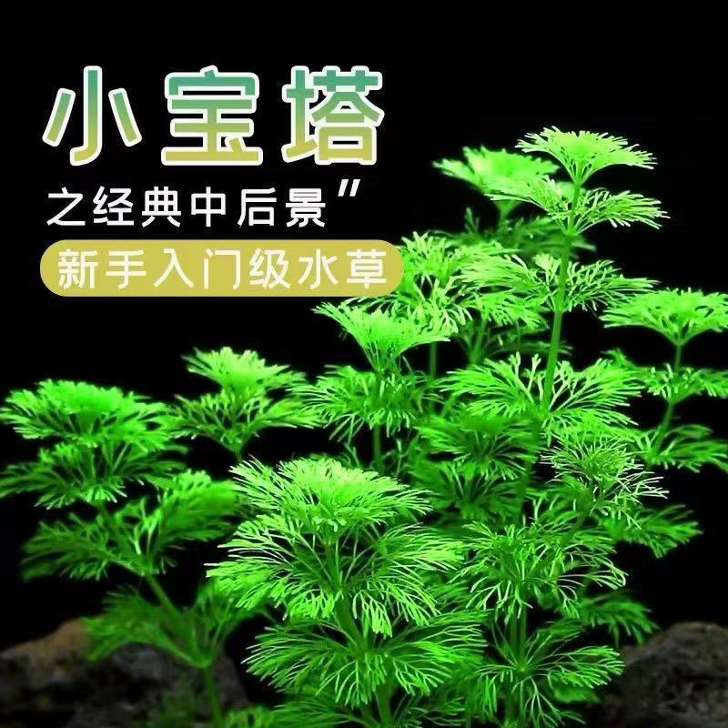 Z新手懒人适用小宝塔水草淡水造景鲜活植物增氧