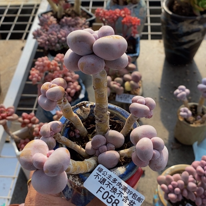 小**歌芭比奶酪058/8c m