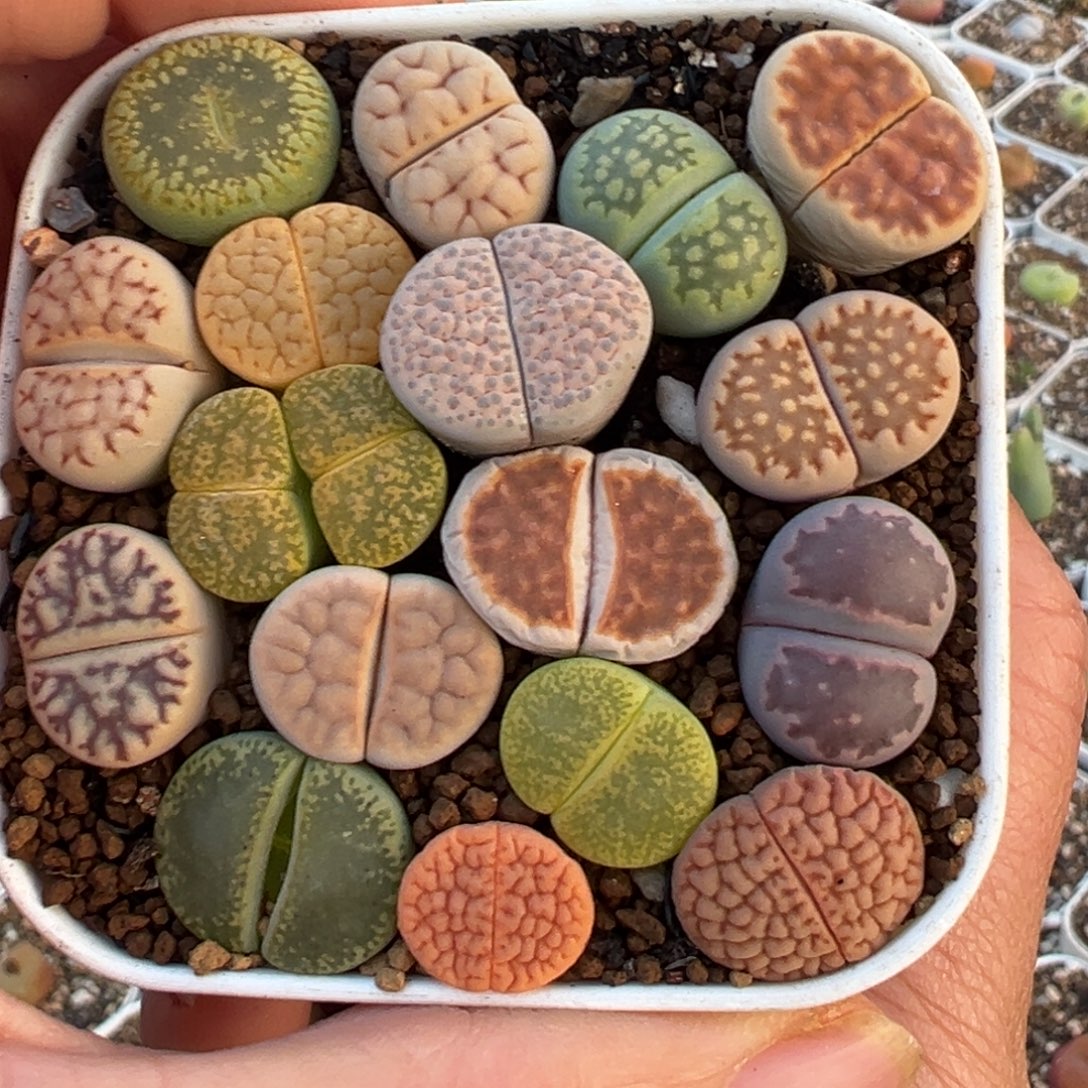 组合多肉植物百科3