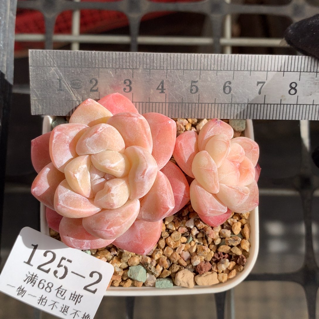 2。透体糖心冰玉。满六八包邮。5号发货