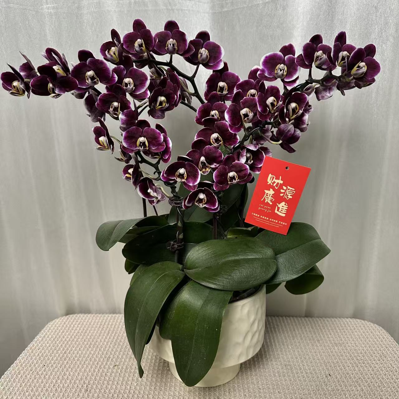 蝶之花【巧克力】黑色系稀缺款蝴蝶兰新手小白必入耐开耐养耐活