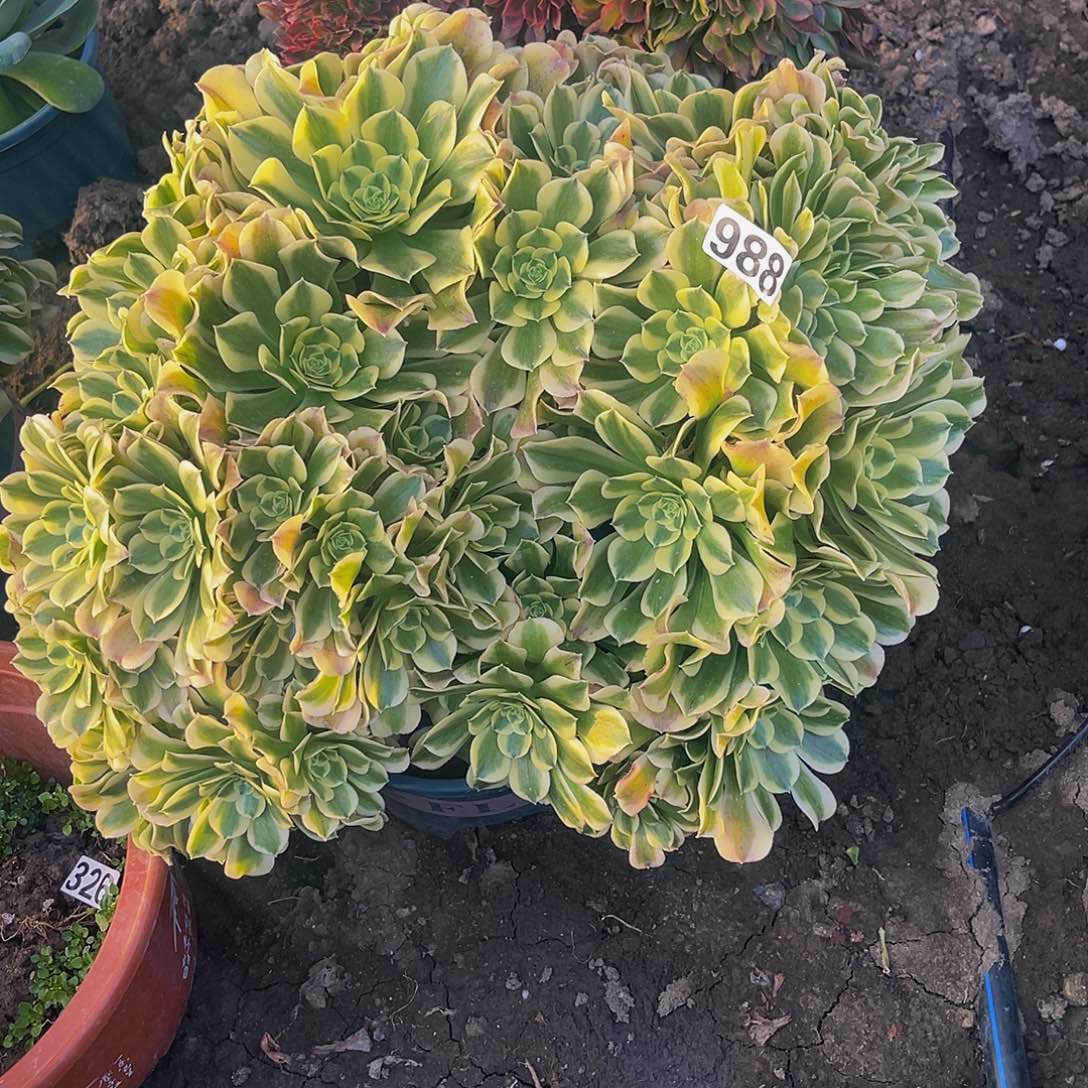 法师法师15-12包邮法师