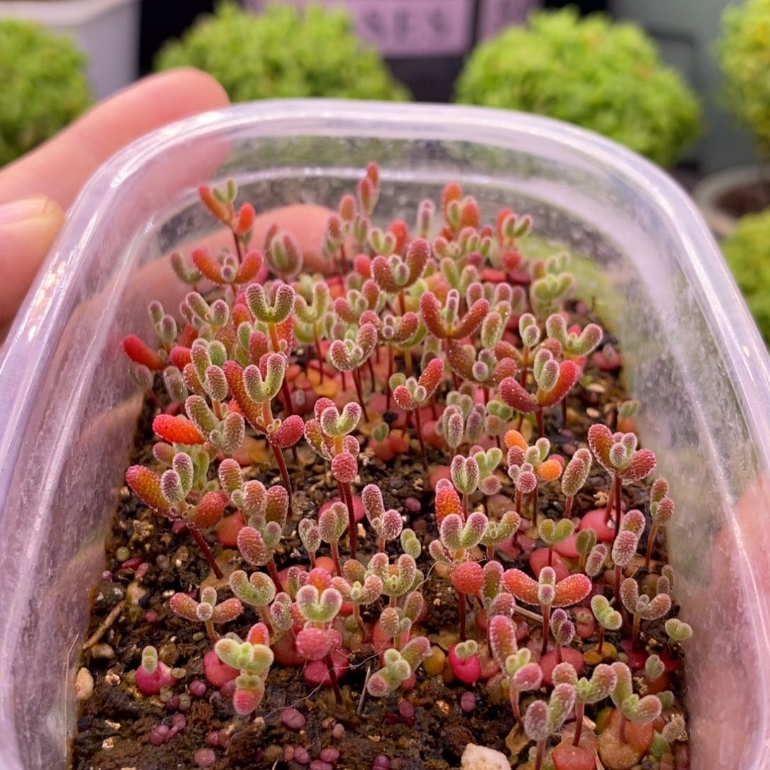 273混合切糕。 10个。    