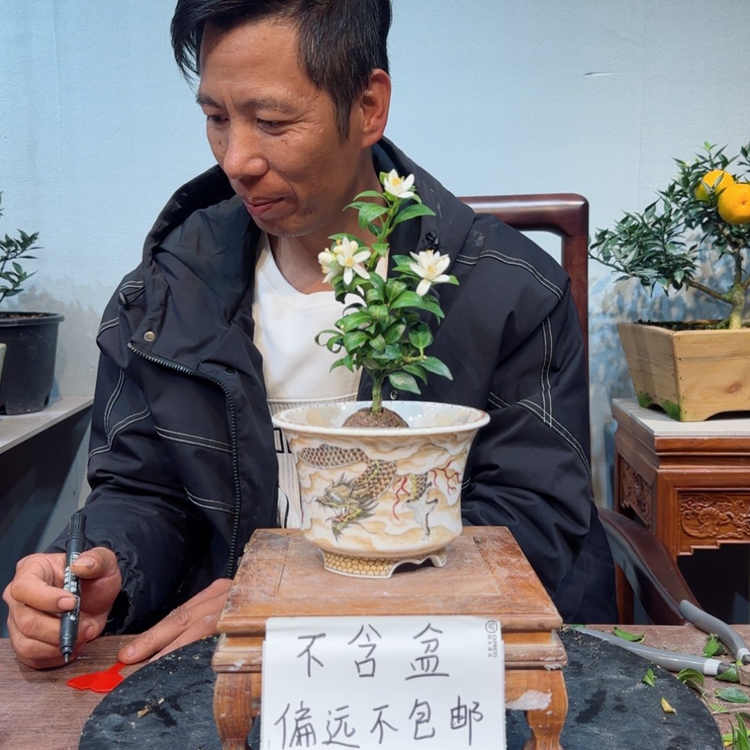 当前无花朵，栽培后可花朵F****糖