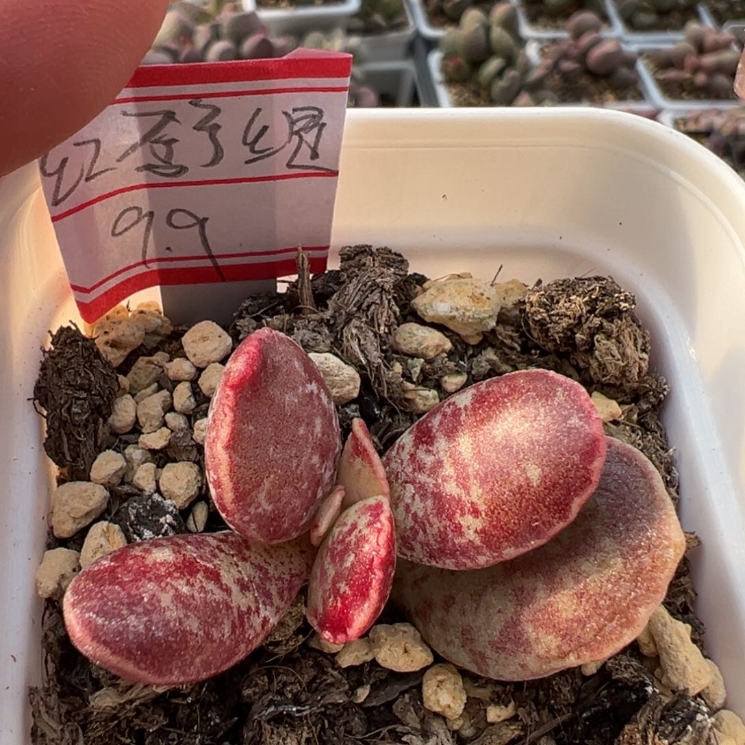 红舒缇多肉植物水泡