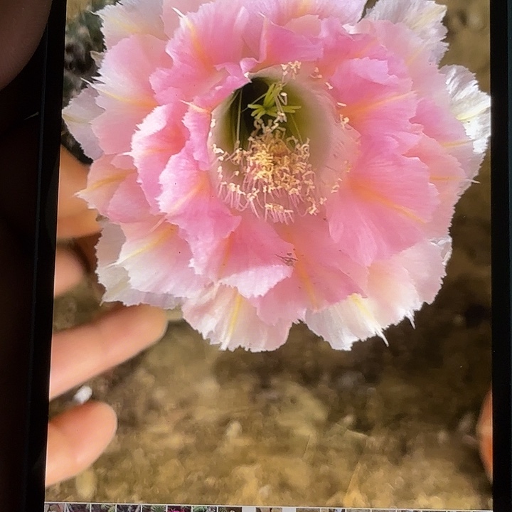 仙人球彩草歪G470