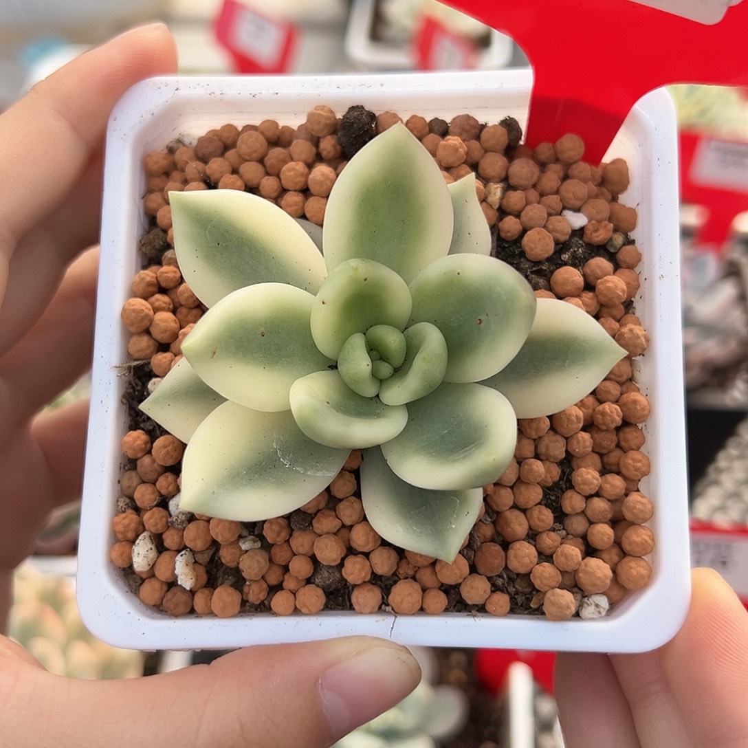 24号助之松锦多肉植物