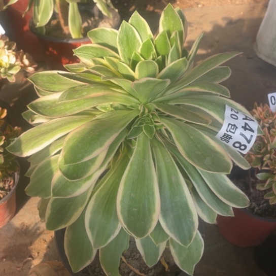 多肉植物478大叶绿玫瑰